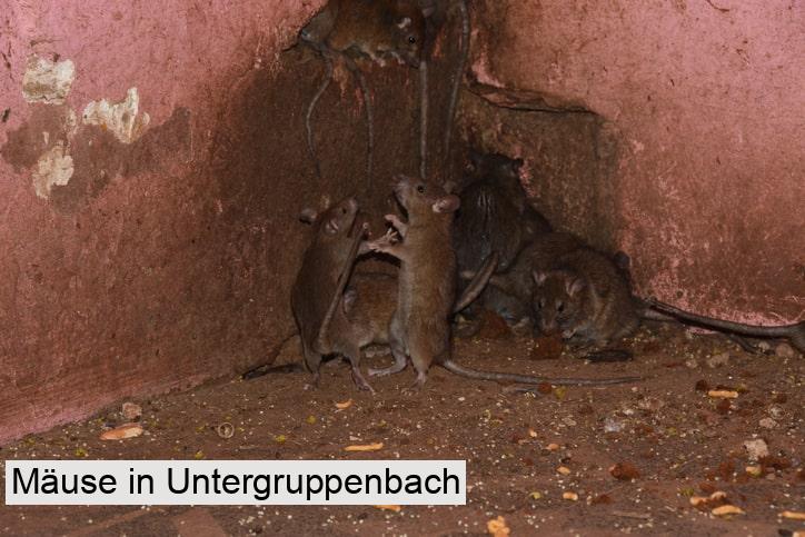 Mäuse in Untergruppenbach